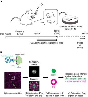 Developmental synapse pathology triggered by maternal exposure to the herbicide glufosinate ammonium